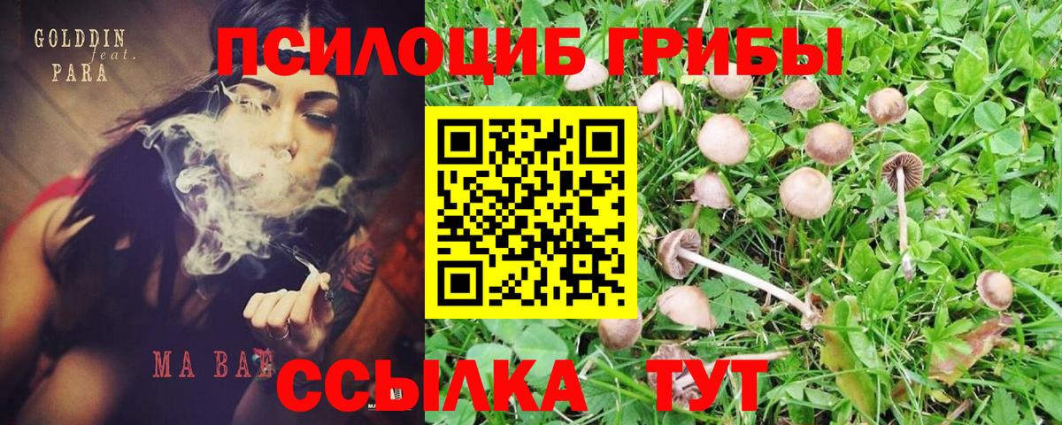 Мурманск  Галлюциногенные грибы прущие грибы  Вход с VPN 